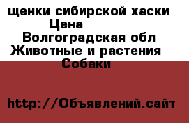 щенки сибирской хаски › Цена ­ 10 000 - Волгоградская обл. Животные и растения » Собаки   